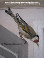 Muurschildering Vogels Decoratieve schilderkunst in Haarlem Noord Holland